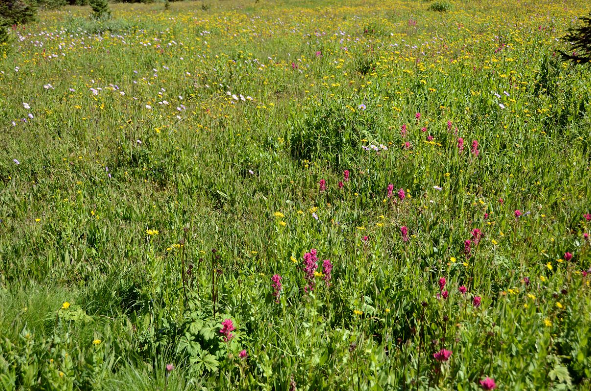 16 Meadow With Wildflowers Next To Naiset Cabins Near Lake Magog At Mount Assiniboine